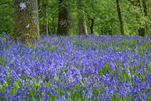 Powys: Bluebells in woodland