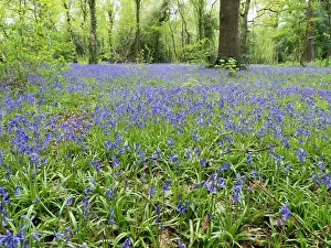 Birmingham: Bluebells in woodland - Birmingham UK