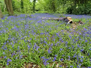 Birmingham: Bluebells in woodland - Birmingham UK