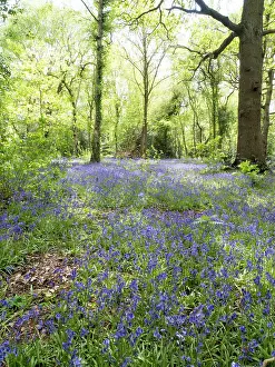 Birmingham: Bluebells in woodland - Birmingham UK