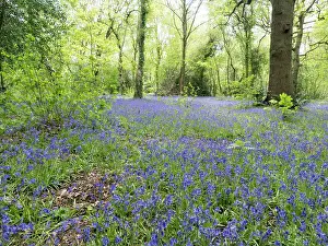 Birmingham: Bluebells in woodland - Birmingham UK