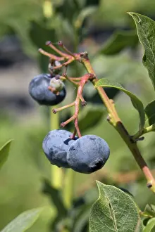 Blueberries: Blueberries
