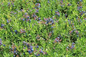 Blueberries: Blueberries