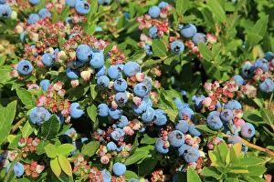 Blueberries: Blueberries