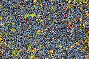 Blueberries: Blueberries