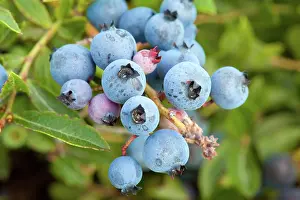 Blueberries: Blueberries