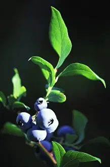 Blueberries: Blueberries on a bush