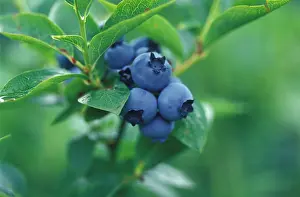 Bilberry: Blueberry