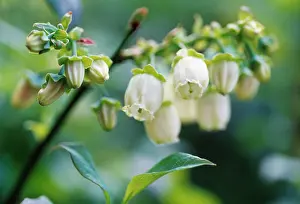 Bilberry: Blueberry