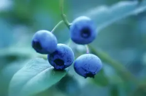 Bilberry: Blueberry
