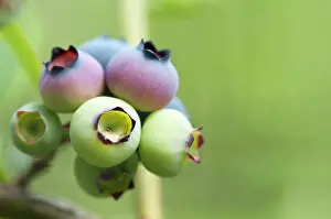 Bilberry: Blueberry