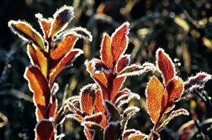 Bilberry: Blueberry