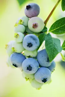 Bilberry: Blueberry