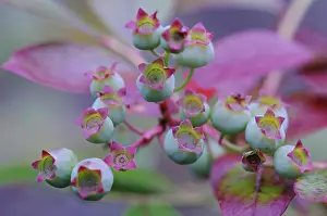 Bilberry: Blueberry