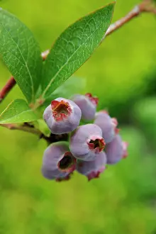 Bilberry: Blueberry