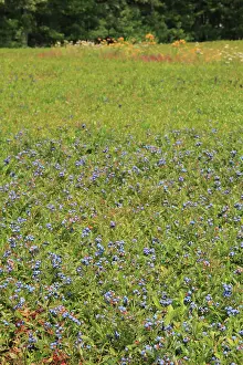 Blueberries: Blueberry Field