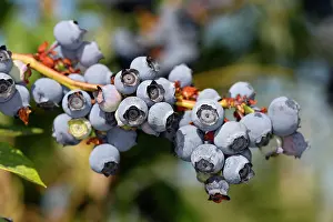 Blueberries: Blueberry - fruit - cultivated