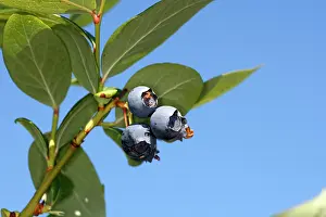 Blueberries: Blueberry - fruit - cultivated