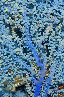 Polyps: Blueberry Gorgonian
