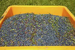 Blueberries: Blueberry Harvest