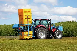 Blueberries: Blueberry Harvesting