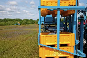 Blueberries: Blueberry Harvesting