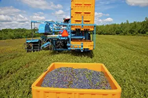 Blueberries: Blueberry Harvesting