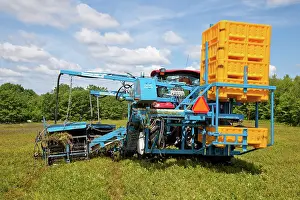Blueberries: Blueberry Harvesting
