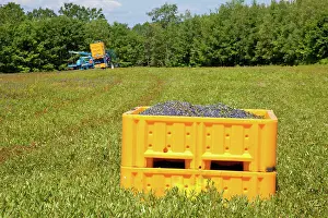 Blueberries: Blueberry Harvesting