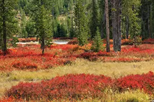 Coloration: Blueberry leaves in autumn red coloration, Yellowstone