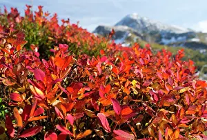 Myrtillus: Blueberry leaves in fall, Nationalpark Berchtesgaden(