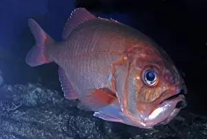 Japonicus: Blueberry Roughy, Big Roughy, north Pacific 300-600m