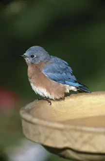 Bluebird: Bluebird at Birdbath