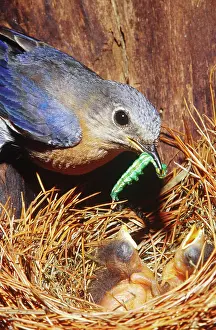 Bringing: Bluebird bringing caterpillar meal to chicks