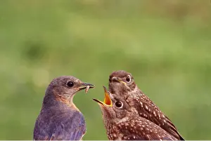 Away: BLUEBIRD - Female feeding worm to young, away from nest