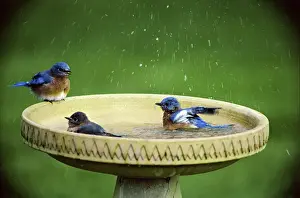Bluebirds: Bluebirds in a birdbath