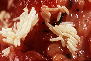 Cycles: BLUEBOTTLE / Blowfly - Eggs on rotting meat