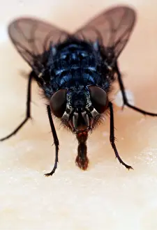 Ailsa Hopkin: BLUEBOTTLE / Blowfly - feeding