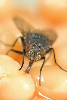 Blowflies: Bluebottle / Blowfly - feeding on baked beans