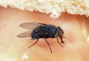 Blowflies: BLUEBOTTLE / Blowfly - feeding on ham sandwich