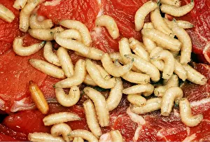 Cycles: BLUEBOTTLE / Blowfly - group of maggots with single