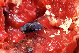 Blowflies: BLUEBOTTLE / Blowfly - laying eggs on meat