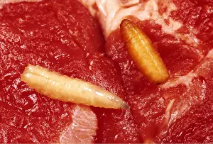 Cycles: BLUEBOTTLE / Blowfly MAGGOT and Pupa - on Meat
