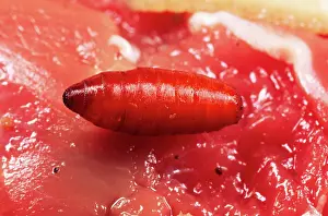 Blowflies: BLUEBOTTLE / Blowfly MAGGOT - pupae x1