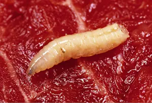 Cycles: BLUEBOTTLE / Blowfly MAGGOT - In Rotting Meat