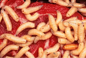 Cycles: BLUEBOTTLE / Blowfly MAGGOTS - In rotting meat