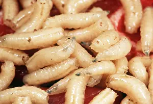 Cycles: BLUEBOTTLE / Blowfly MAGGOTS In rotting meat