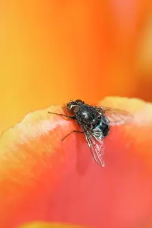 Blowflies: Bluebottle / Blowfly- resting on tulip flower