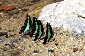 Graphium: Bluebottle Butterflies