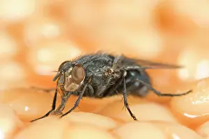 Blowflies: Bluebottle - feeding on baked beans